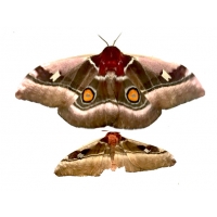 TITAN Cabbage Emperor Bunaea alcinoe TITAN Africa 10 larvae TITAN Cabbage Emperor Bunaea alcinoe TITAN Africa 10 larvae